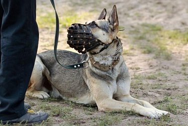 Парламент намерен повысить ответственность нерадивых хозяев четвероногих